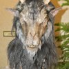 Monsterpalooza