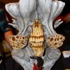 Monsterpalooza